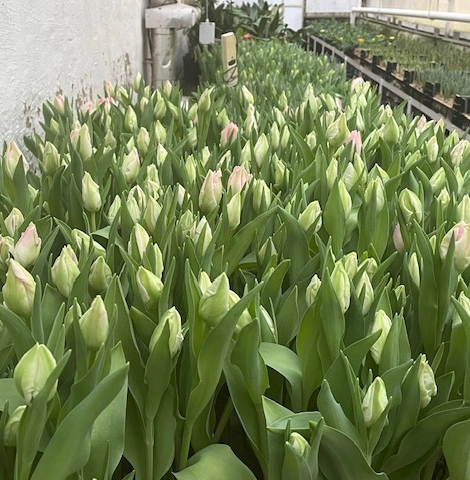 Tulpen ab Februar bei Blumen Griesel in Meißen-Blumenfachgeschäft Griesel